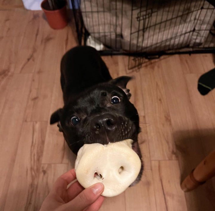 dragonfly dog treats